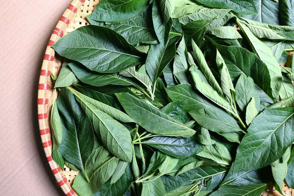 6 Manfaat Daun Afrika Bagi Kesehatan yang Sayang untuk Dilewatkan
