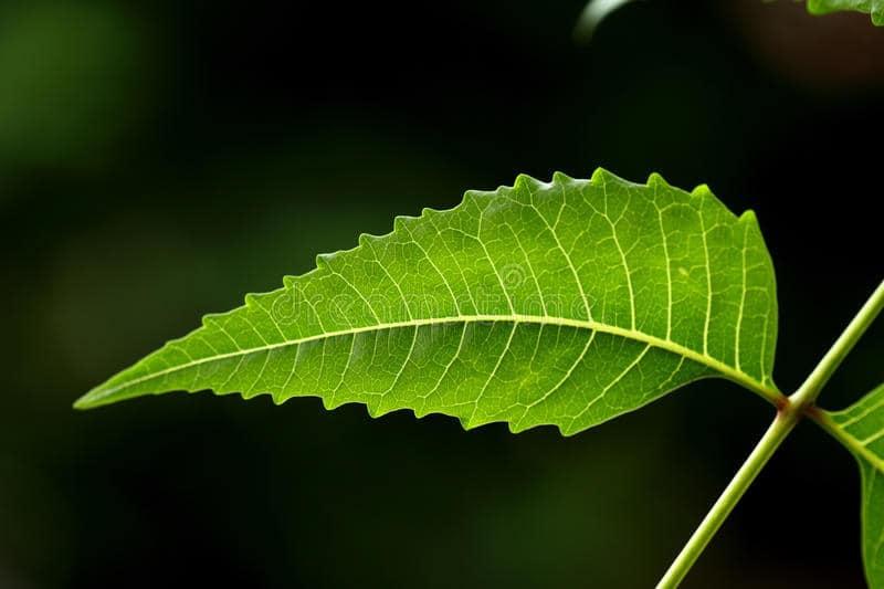 3 Manfaat Daun Mimba (Intaran), Tanaman Obat yang Serba Guna