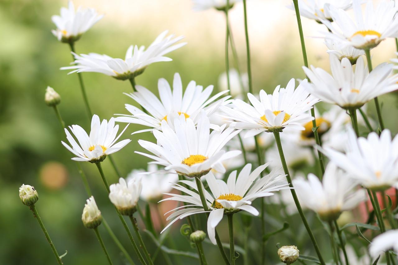 Mengenal Segudang Manfaat Chamomile untuk Kecantikan