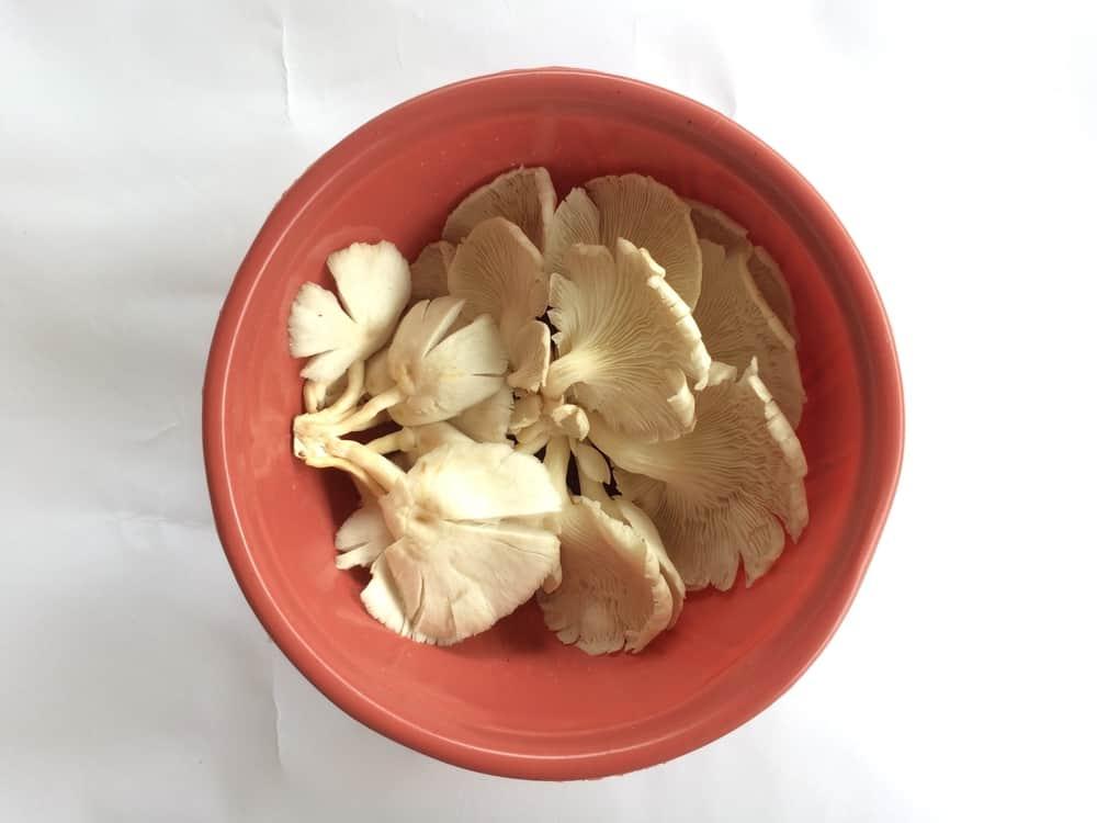 manfaat-jamur-tiram