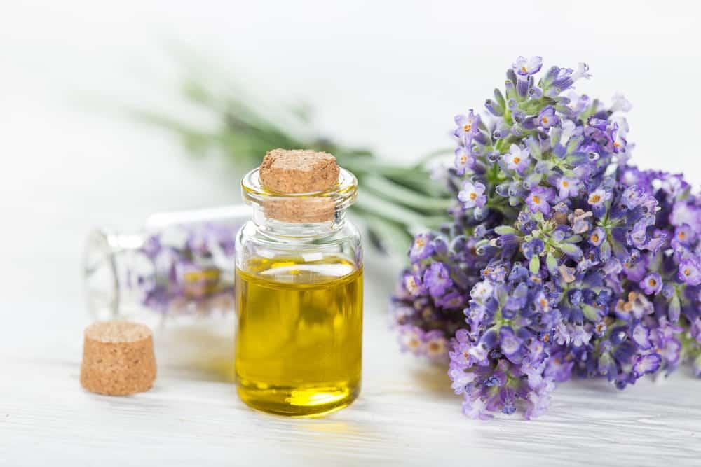 manfaat-minyak-lavender-untuk-rambut