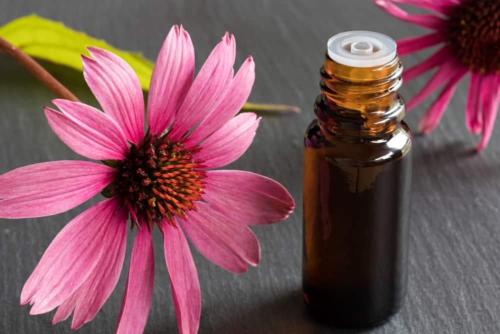 5 Khasiat Menakjubkan Echinacea untuk Kesehatan
