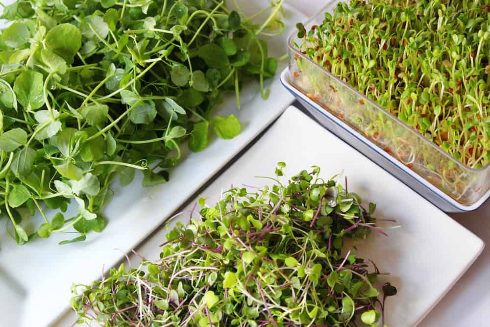 microgreens