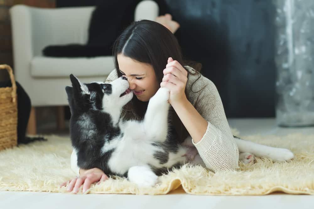 bahaya-dijilat-anjing