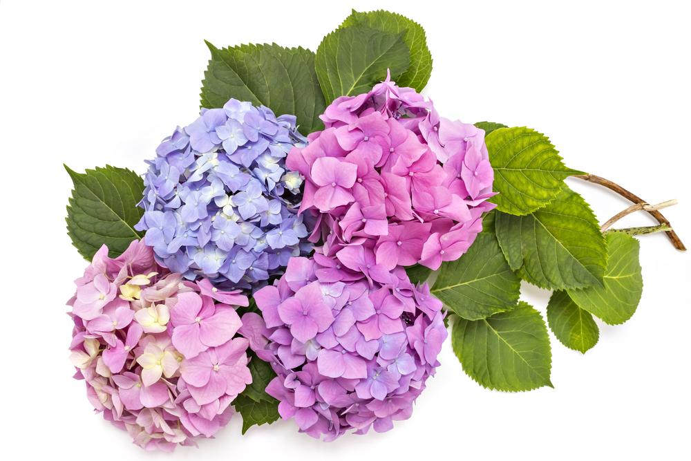 manfaat-bunga-hydrangea