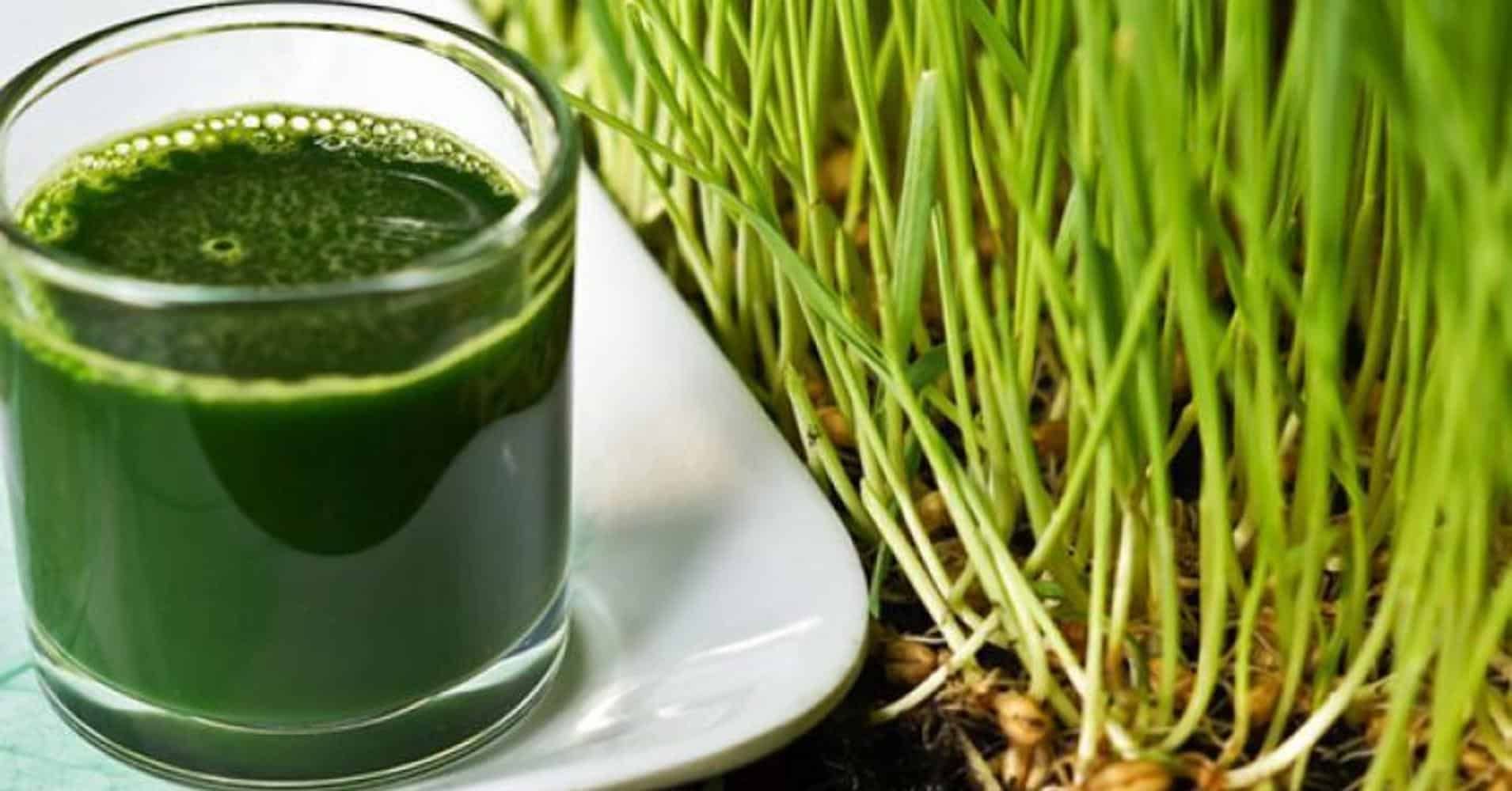 manfaat-wheatgrass-untuk-kesehatan