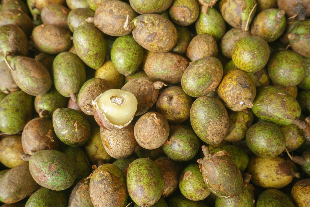 manfaat-buah-matoa