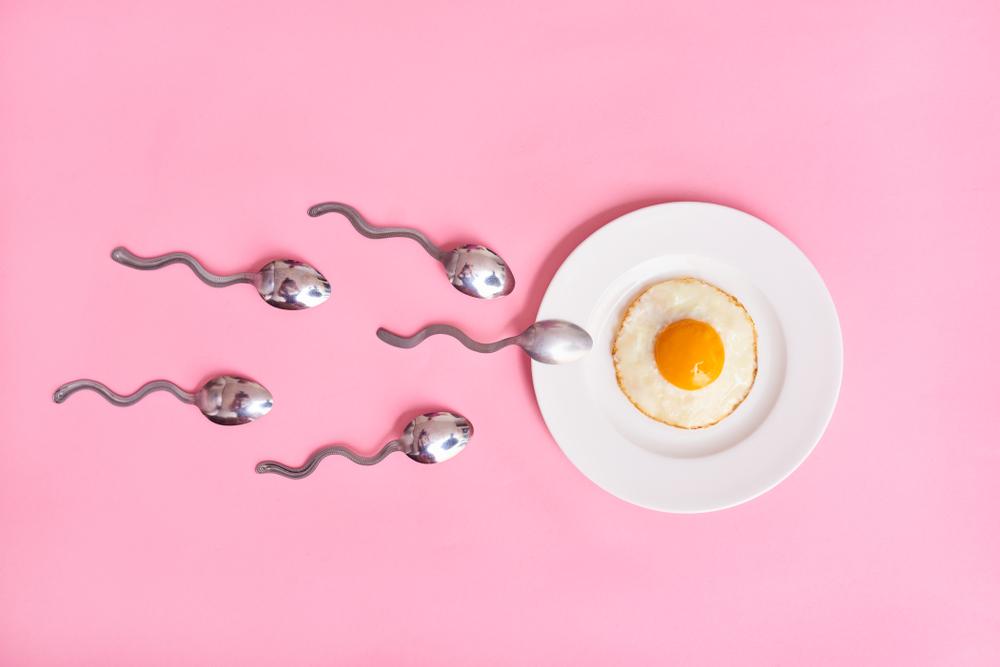 spermatogenesis