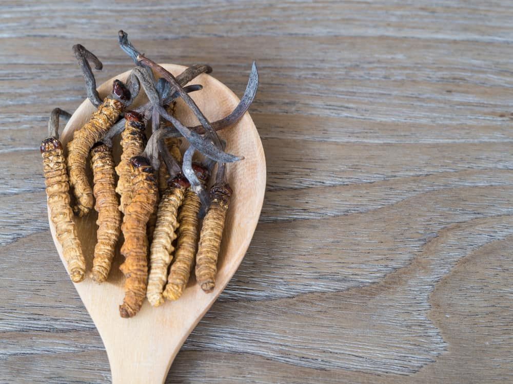 cordyceps