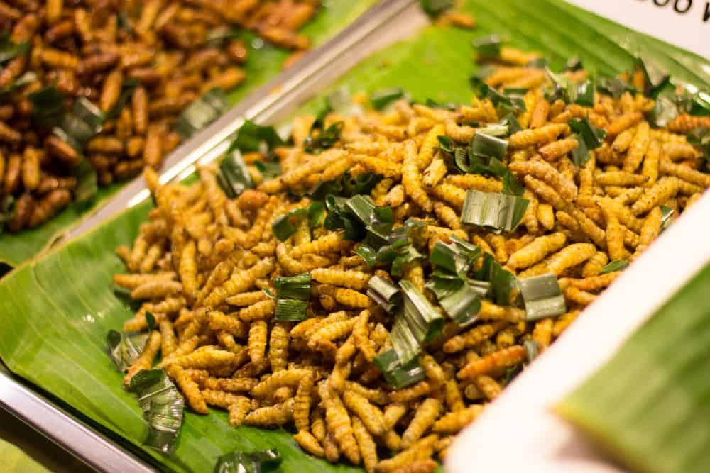 akibat-bahaya-makan-belatung