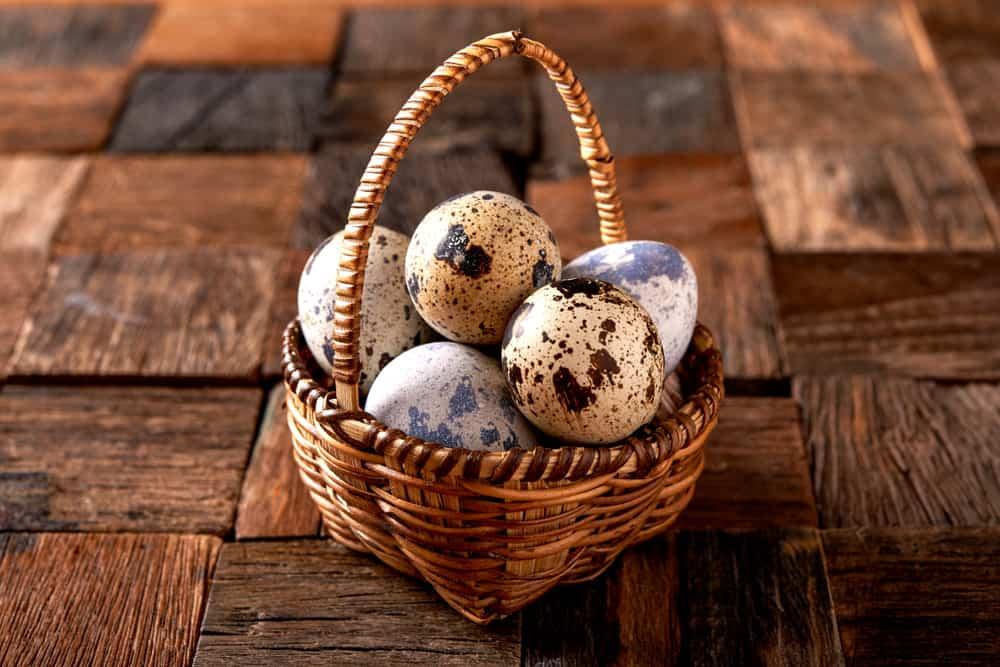 3 Manfaat Makan Telur Puyuh, Si Imut yang Punya Segudang Nutrisi