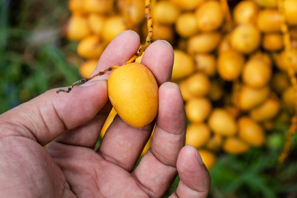 7 Manfaat Kurma Muda untuk Bantu Jaga Kesehatan Tubuh