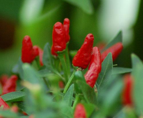 cabe-rawit-pedas