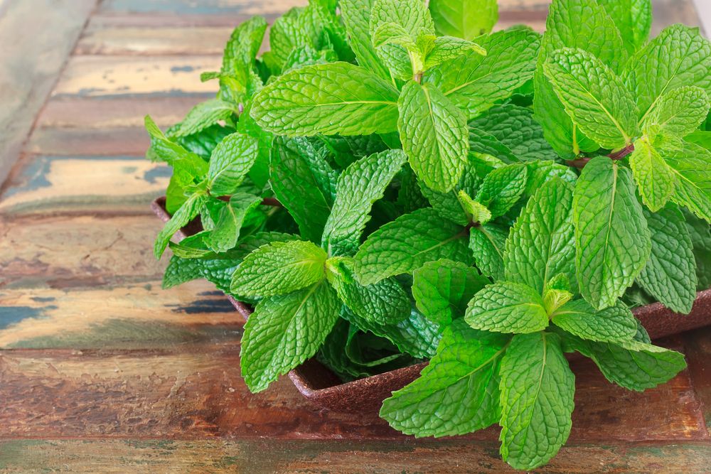 manfaat-daun-mint