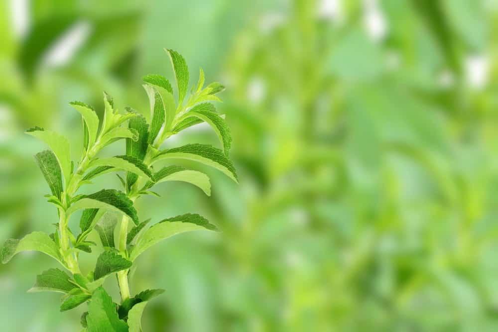 Manfaat Daun Insulin untuk Menurunkan Gula Darah dan Kesehatan Diabetesi