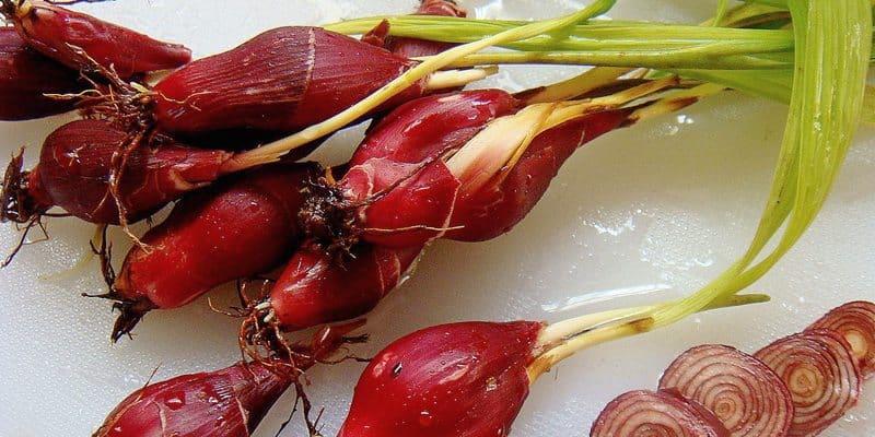 manfaat-bawang-dayak-untuk-diabetes