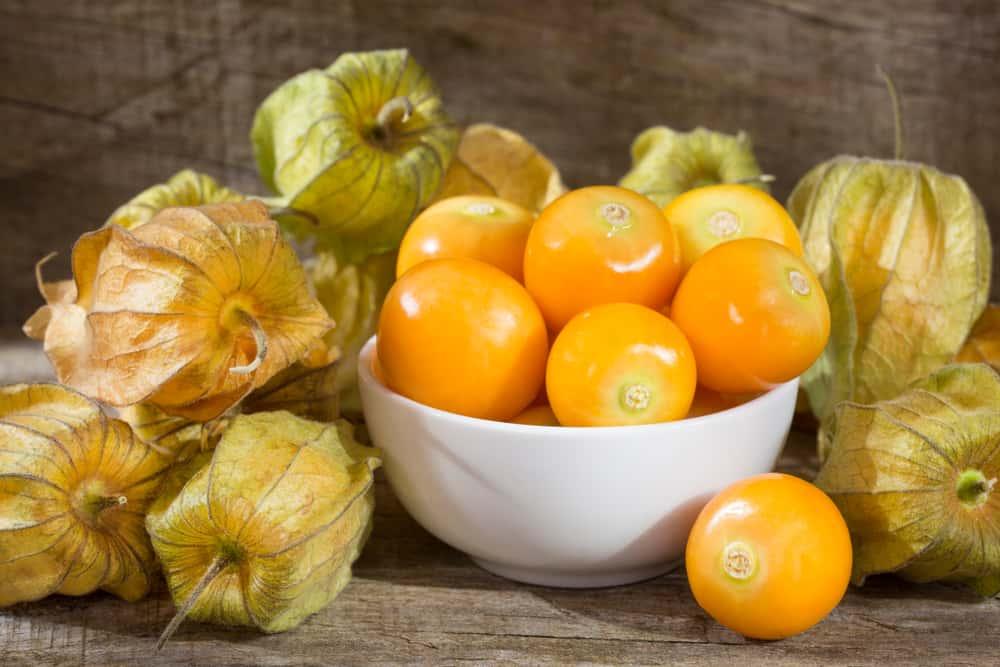 Mengenal Kandungan Gizi dan 5 Manfaat Kesehatan Buah Ciplukan