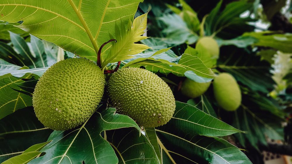 Selain Bikin Kenyang, Simak 5 Manfaat Buah Sukun yang Jarang Diketahui