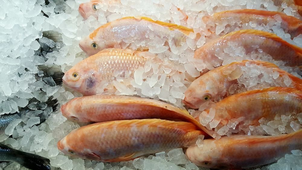 Jangan Keliru, Begini Cara Mencairkan Ikan Beku Agar Tetap Higienis