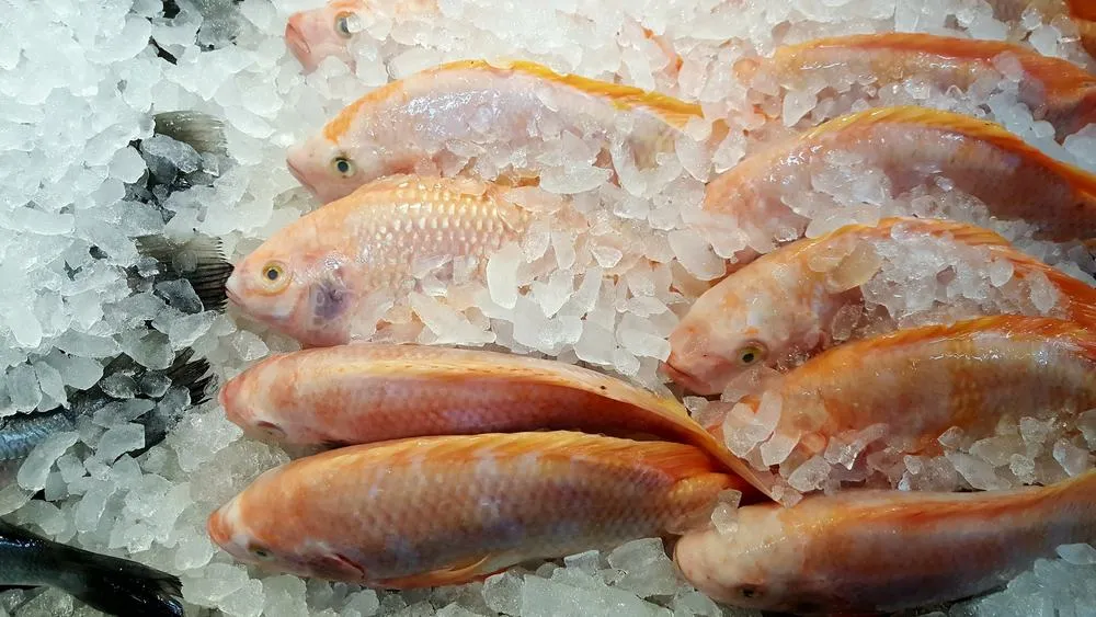 Jangan Keliru, Begini Cara Mencairkan Ikan Beku Agar Tetap Higienis