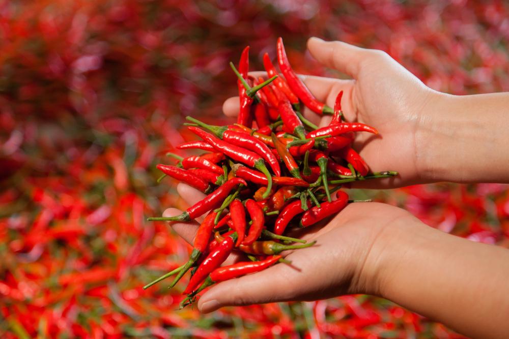 3 Trik untuk Hilangkan Rasa Panas di Tangan Akibat Mengolah Cabai
