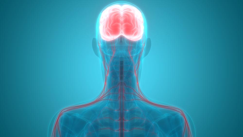 sistem-saraf-manusia