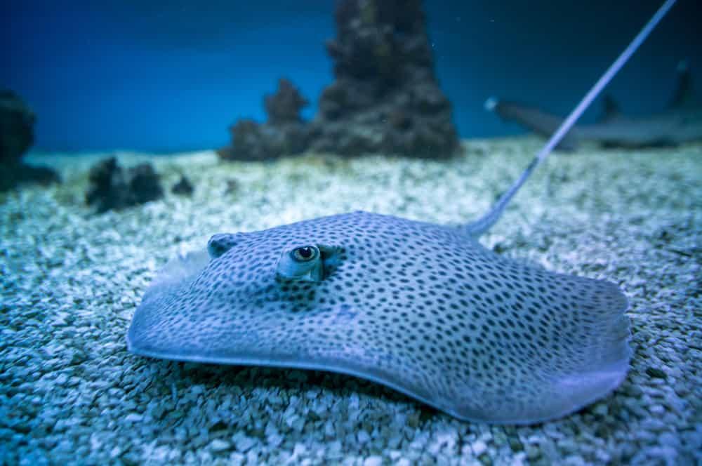 Waspadai Sengatan Beracun dari Ikan Pari, Begini Cara Mengobatinya