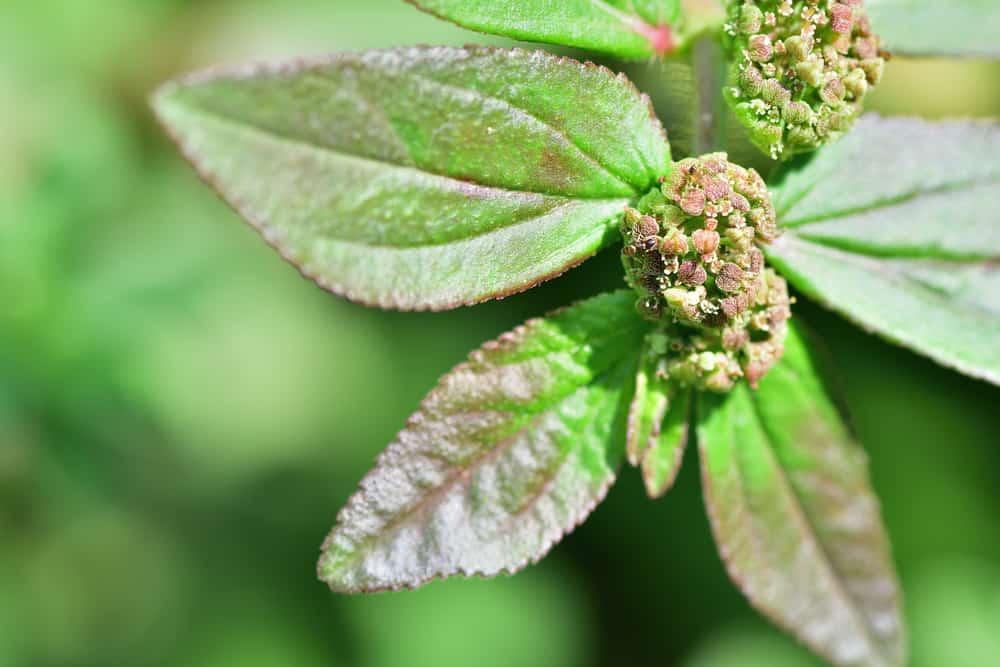 Patikan Kebo, Tanaman Gulma yang Ternyata Banyak Manfaatnya