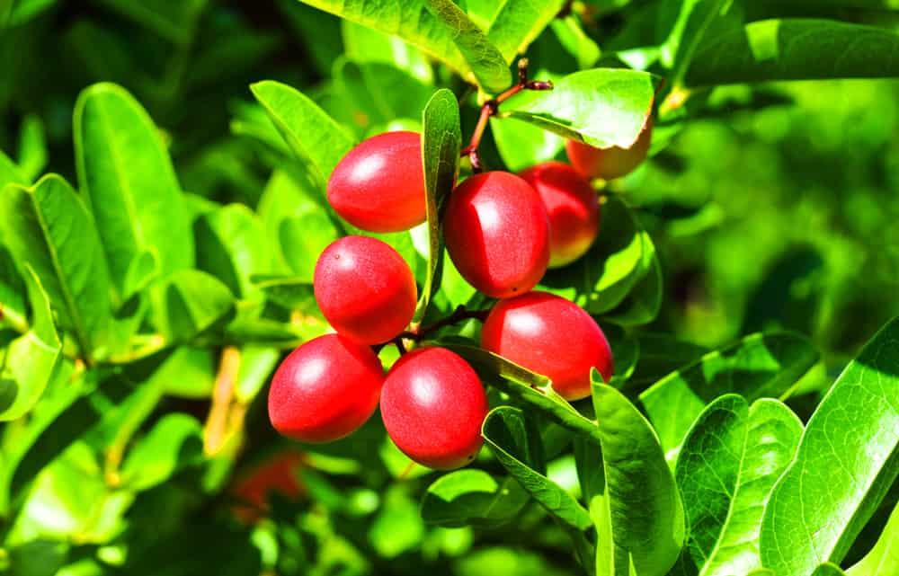 manfaat-miracle-fruit-berry