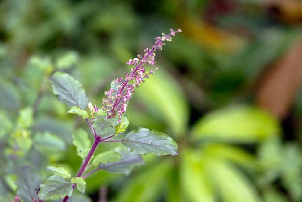 4 Manfaat Tulsi Alias Kemangi Suci Bagi Kesehatan Tubuh