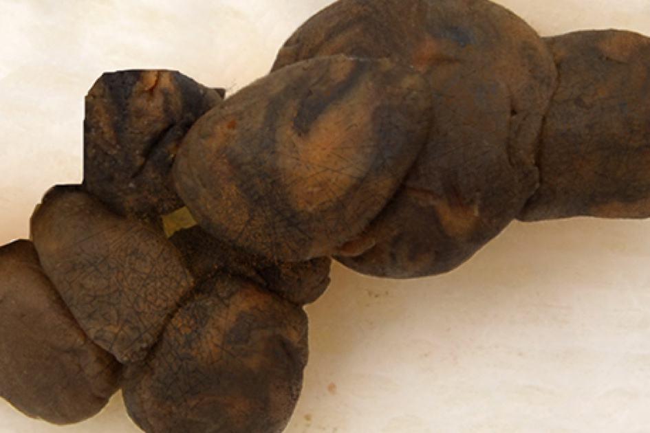 Cokelat, kering, dan keras