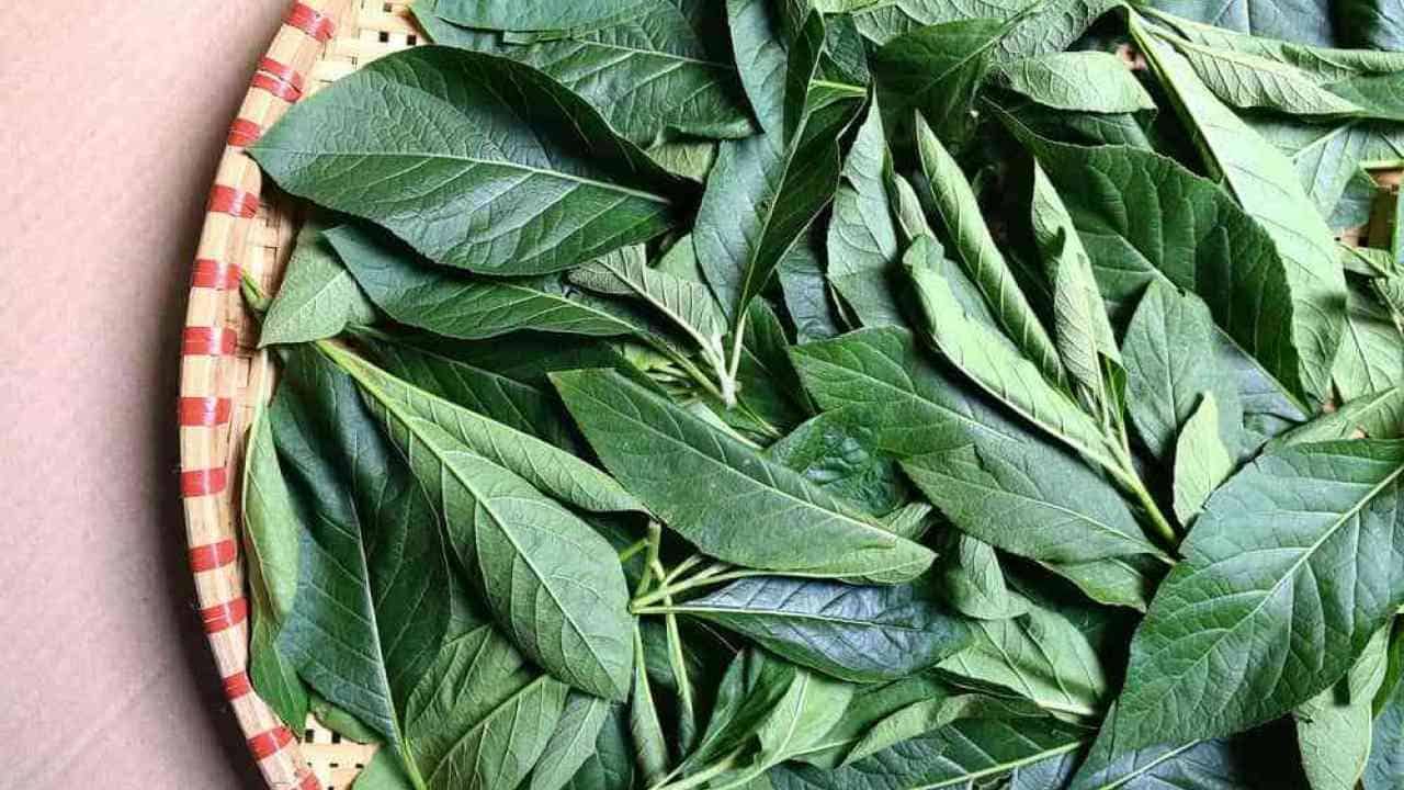 resep-daun-melinjo