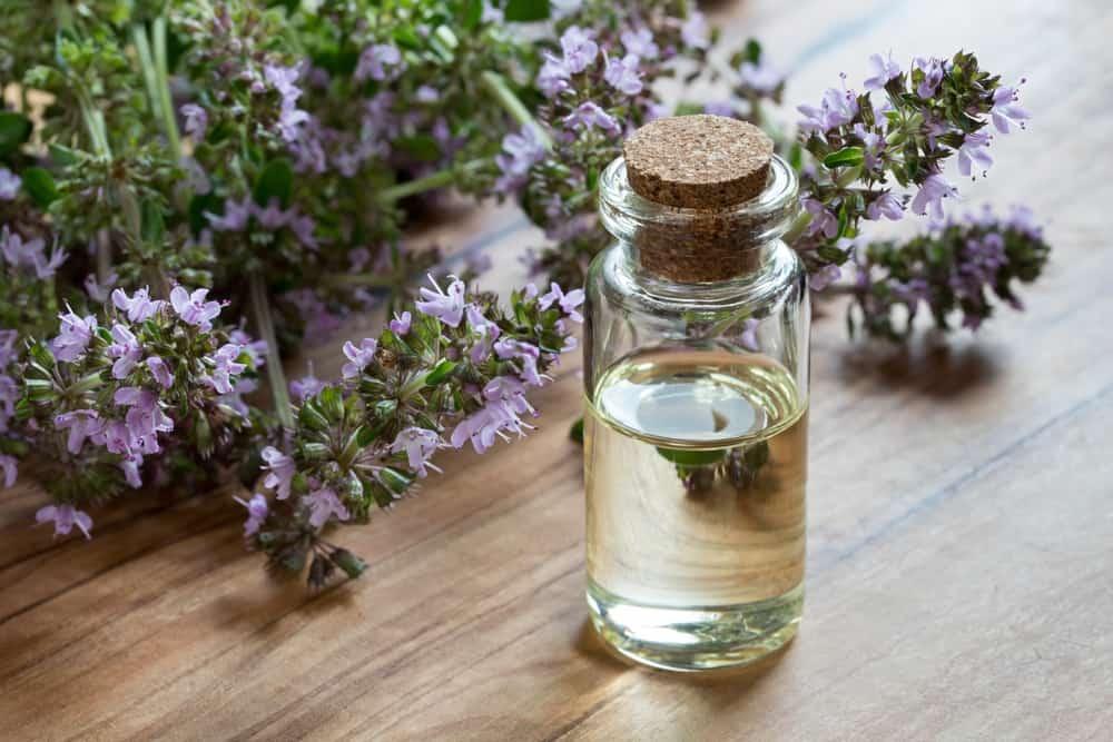 manfaat-thyme
