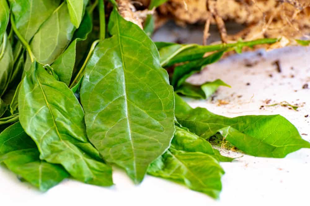 manfaat-anamu-daun-singawalang