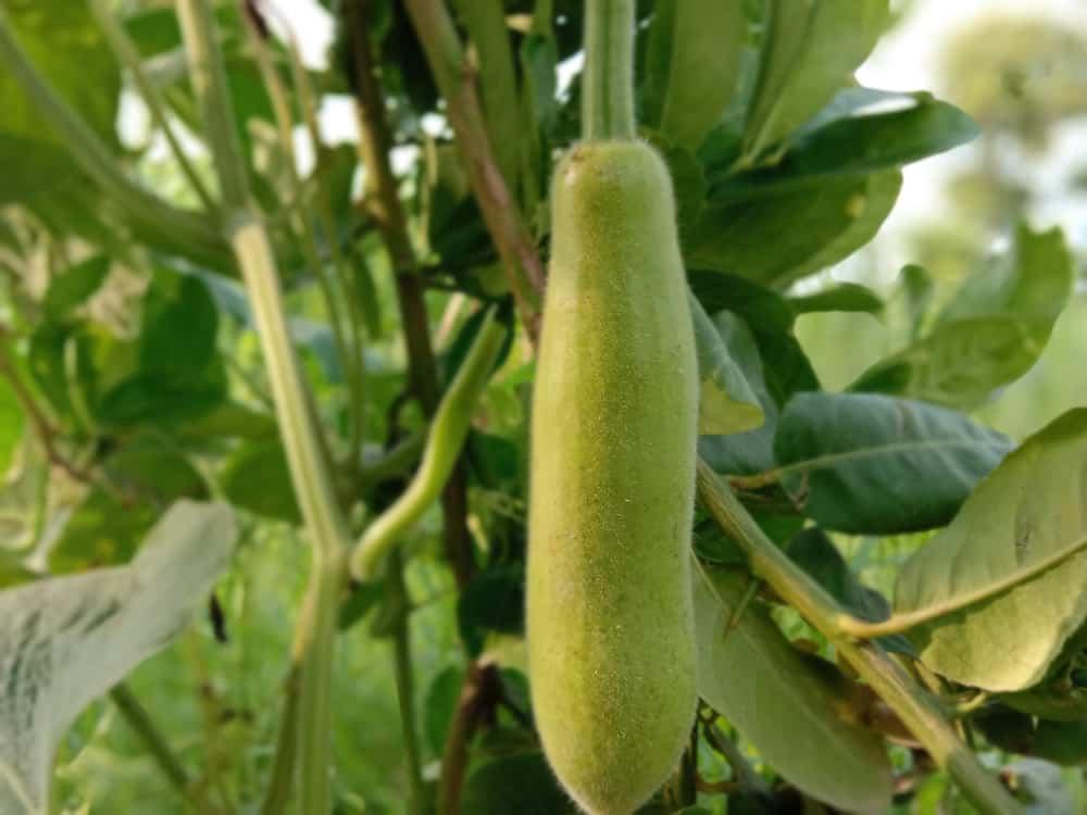 Tak Hanya Kaya Vitamin, Ini 5 Manfaat Labu Air Bagi Kesehatan