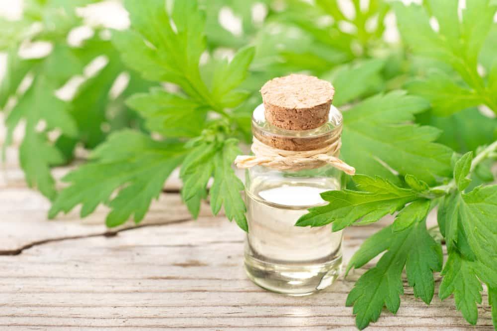 manfaat-mugwort-untuk-kulit