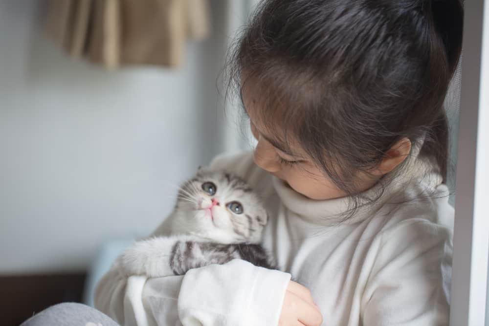 penyakit-dari-kucing