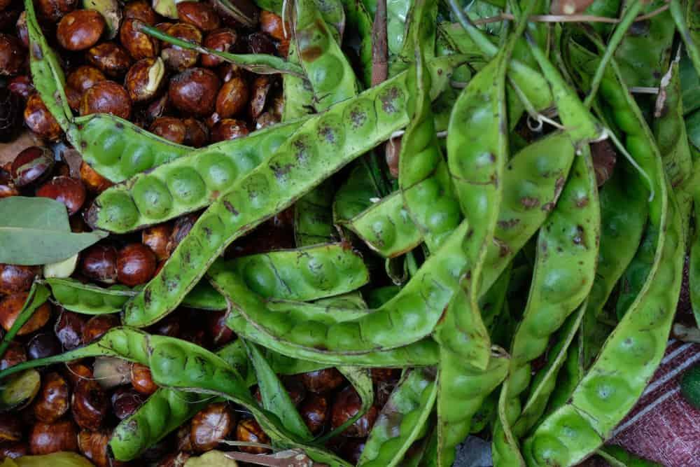 makan-jengkol-dan-petai-bersamaan