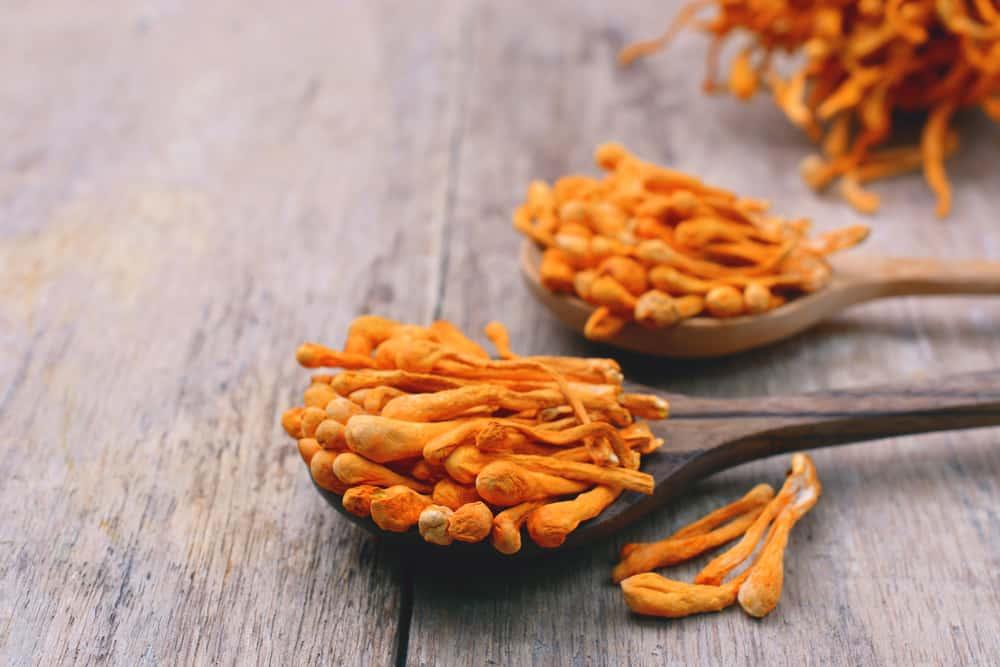 4 Manfaat Cordyceps Militaris, Jamur yang Berkhasiat bagi Kesehatan Terutama untuk Pernapasan