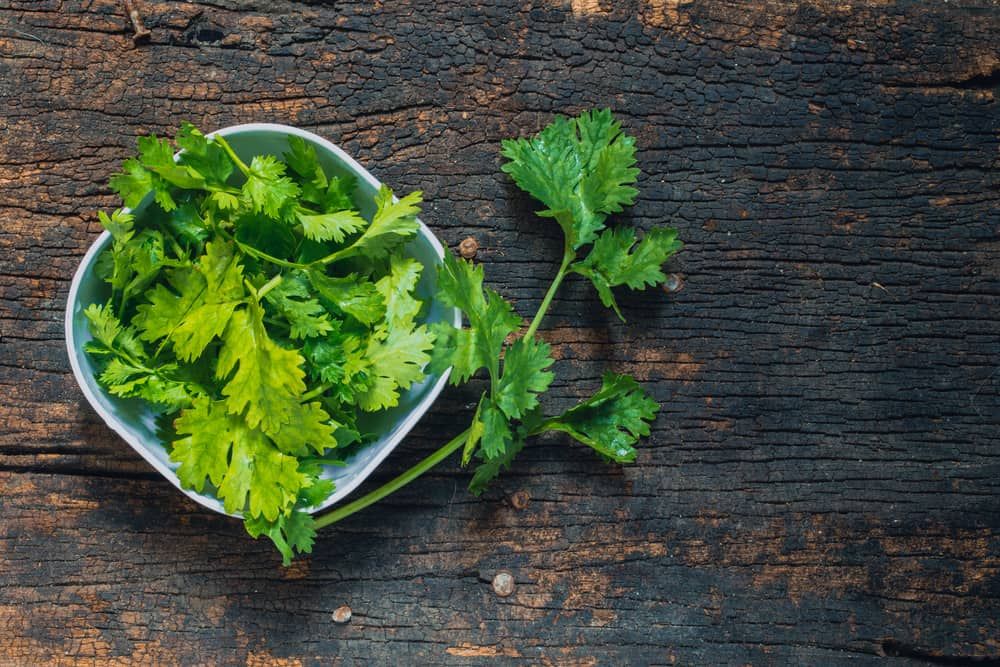 manfaat-daun-ketumbar