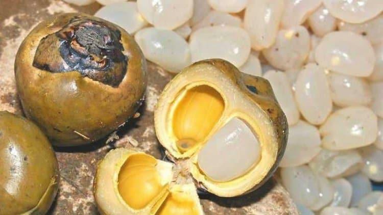 4 Manfaat Penting Buah Lontar untuk Tubuh Anda