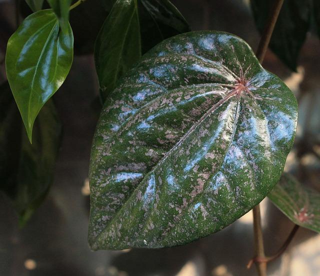 manfaat-daun-sirih-hijau-sirih-merah