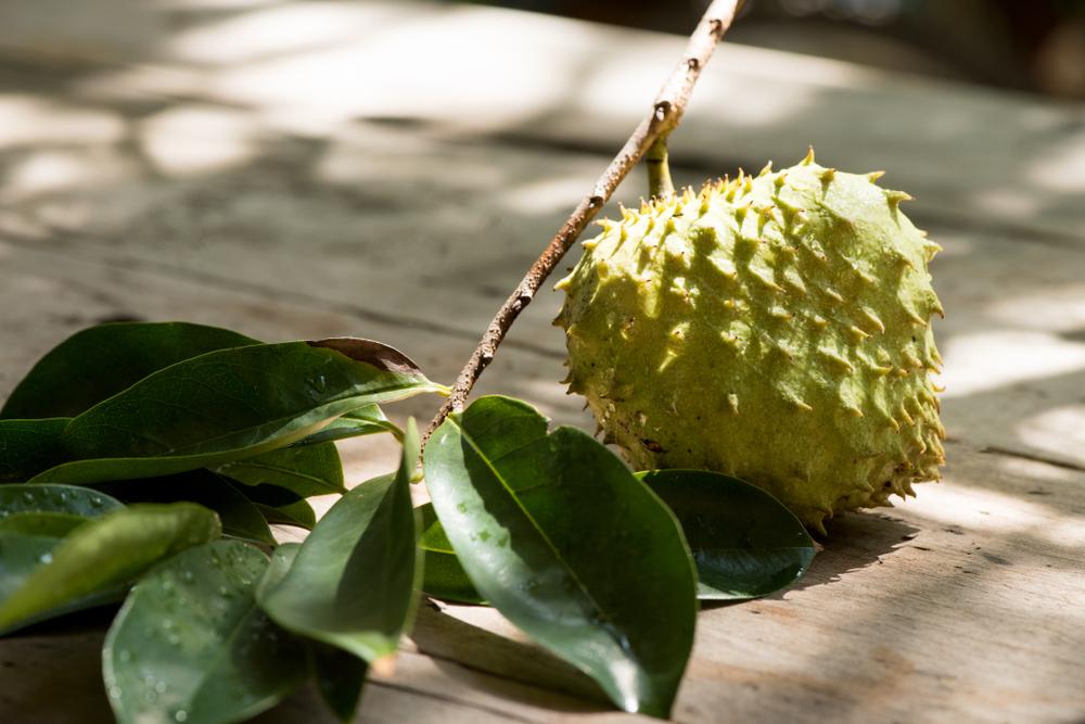 daun-sirsak-untuk-diabetes