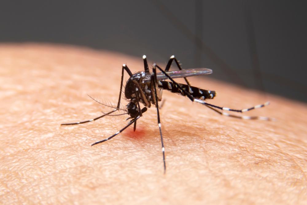 cara-penularan-virus-zika