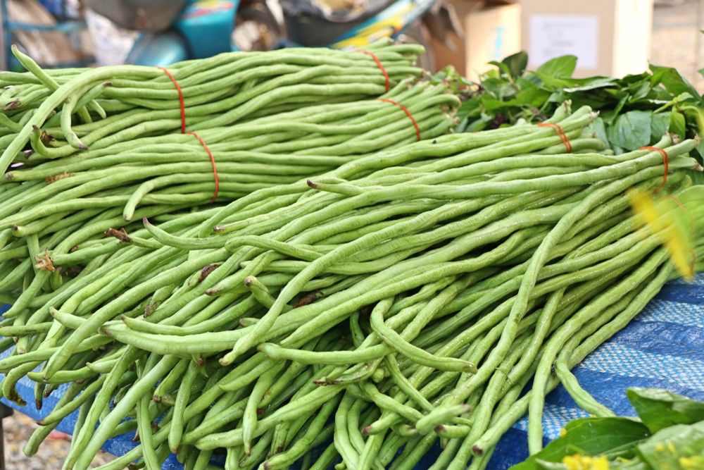manfaat-kacang-panjang-untuk-diabetes