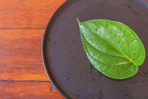 manfaat-daun-sirih-untuk-sinusitis