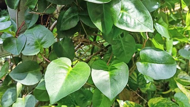 binahong-untuk-diabetes