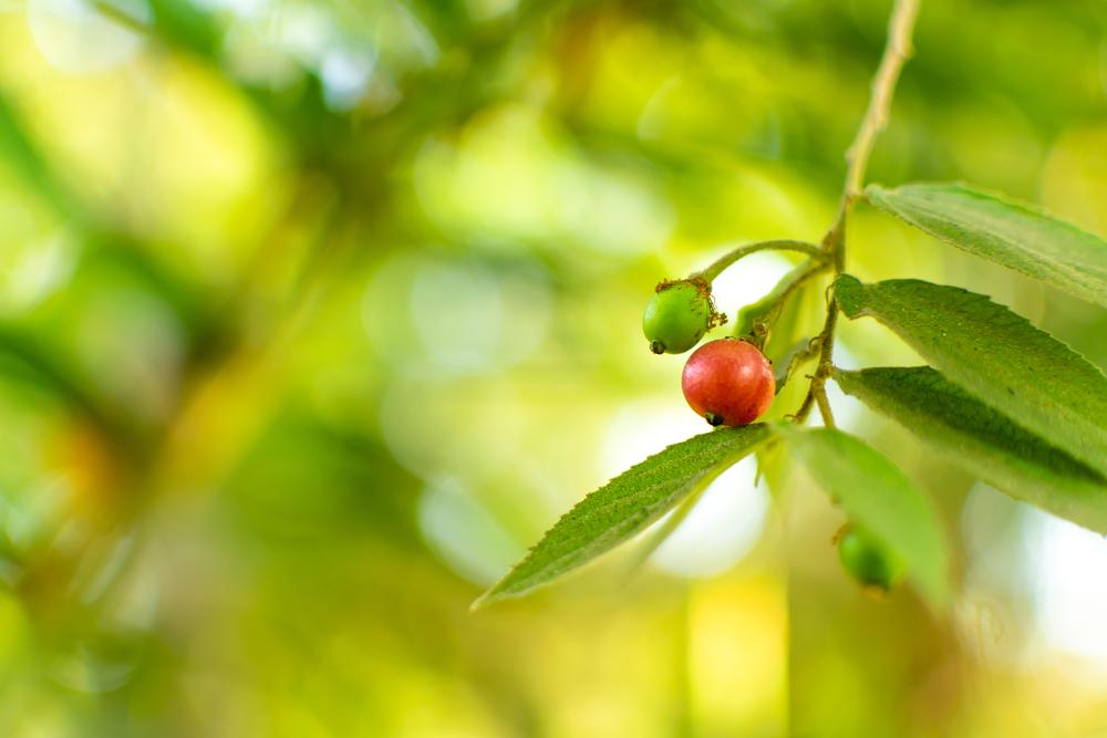daun-kersen-obat-diabetes