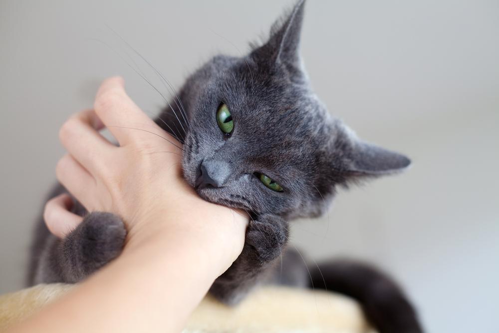 pertolongan-pertama-digigit-kucing