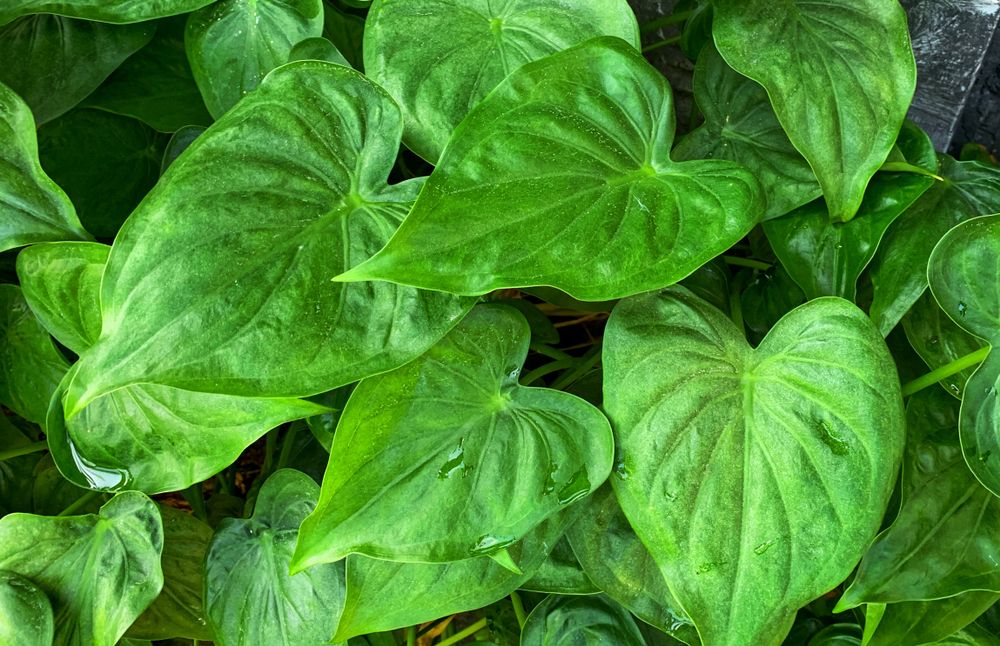 keladi-tikus-obat-kanker